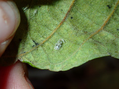 Corythucha confraterna