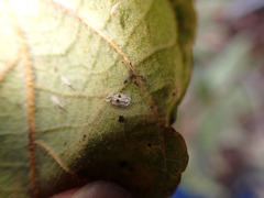 Corythucha confraterna