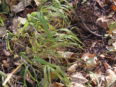 Elymus glaucus glaucus
