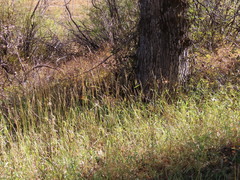 Elymus glaucus glaucus