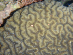 Colpophyllia natans