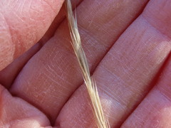 Elymus glaucus glaucus