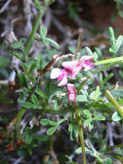 Indigofera pungens
