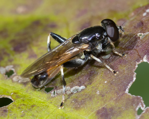 Orange-belted Leafwalker