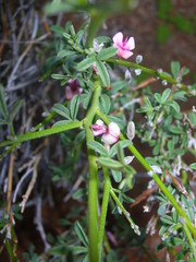 Indigofera pungens