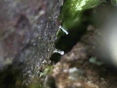 Dictyocatenulata alba