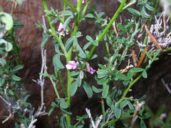 Indigofera pungens