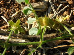 Tribulus cristatus