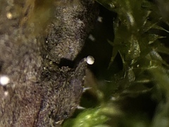 Dictyocatenulata alba