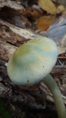 Stropharia pseudocyanea