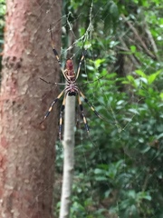 Trichonephila clavipes image