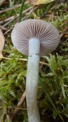 Stropharia pseudocyanea