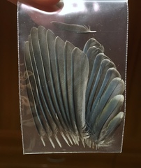 Cyanistes caeruleus calamensis