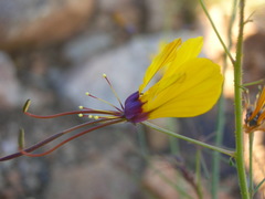 Cleome angustifolia