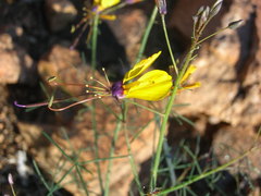 Cleome angustifolia