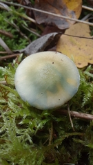 Stropharia pseudocyanea