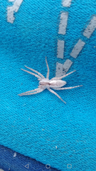 Arachosia praesignis