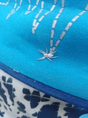 Arachosia praesignis