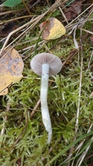 Stropharia pseudocyanea