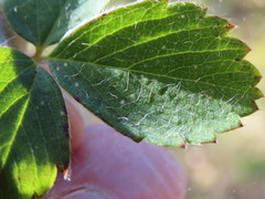Fragaria cascadensis