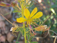 Cleome kalachariensis