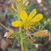 Cleome kalachariensis - Photo (c) magdastlucia, some rights reserved (CC BY-NC), uploaded by magdastlucia