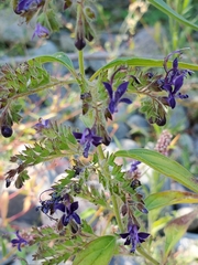 Trichostema laxum