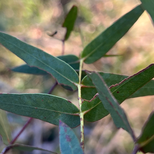 Eucalyptus macarthurii, photograph 1