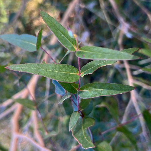 Camden Woollybutt (Eucalyptus macarthurii)