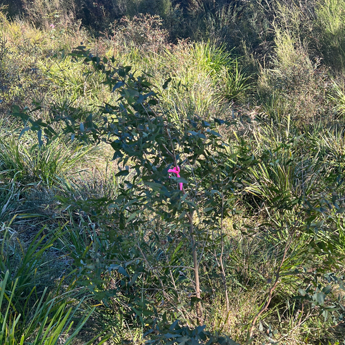 Eucalyptus macarthurii, photograph 2