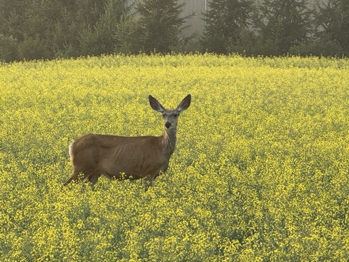Mule Deer