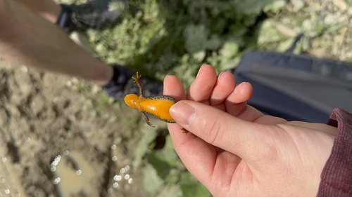 Alpine Newt
