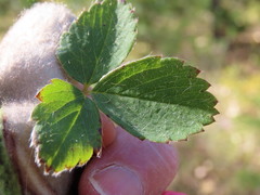Fragaria cascadensis