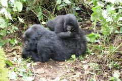 Gorilla beringei beringei