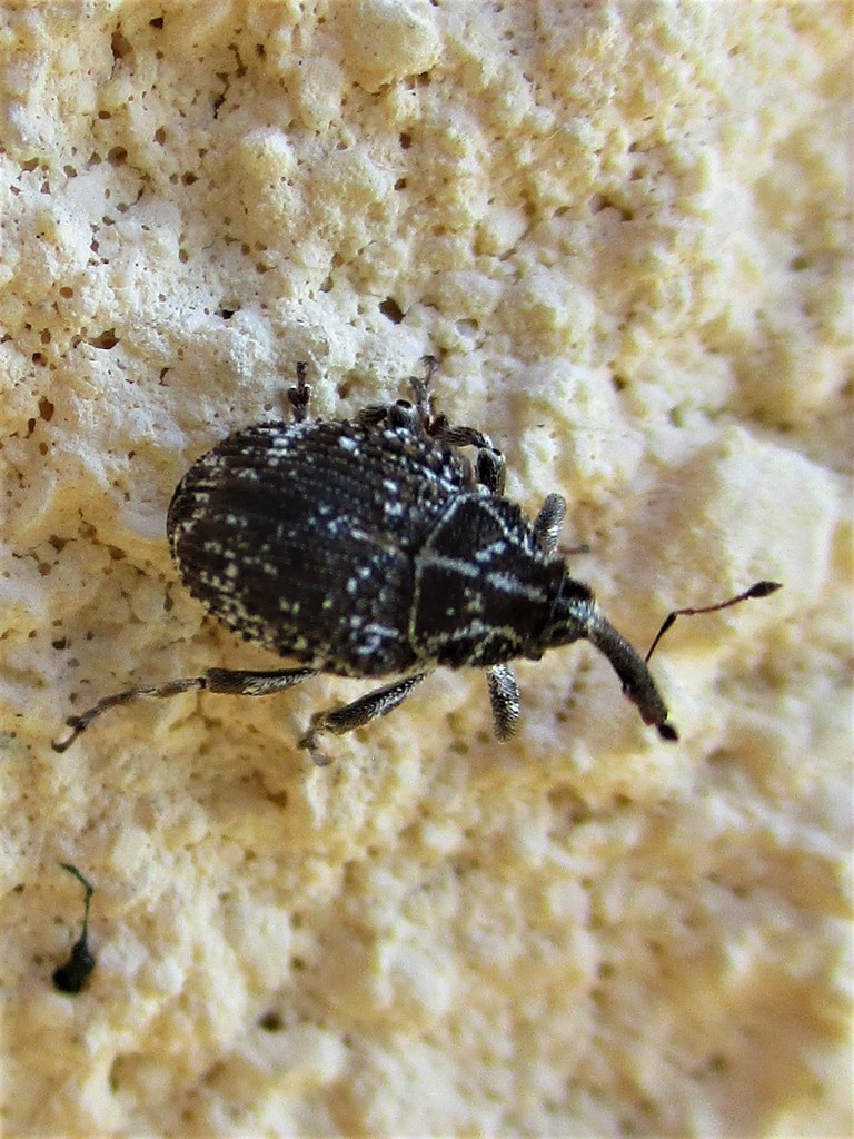 Mogulonoides