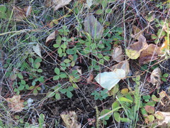 Fragaria cascadensis