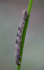 Alcis repandata