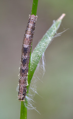 Alcis repandata