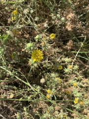 Centromadia parryi australis