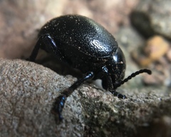 Timarcha catalaunensis