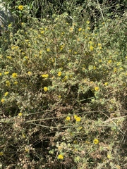 Centromadia parryi australis