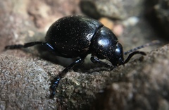 Timarcha catalaunensis