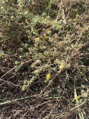 Centromadia parryi australis