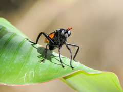 Protomydas rubidapex