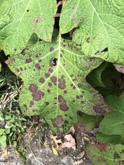 Cercospora hydrangeae