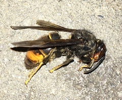 Vespa velutina