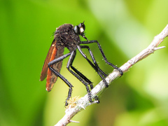Archilestris magnificus