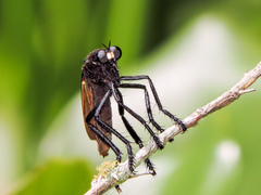 Archilestris magnificus