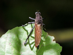 Archilestris magnificus