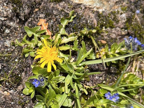 Taraxacum venustum iNat (3)